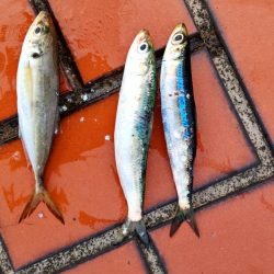 何とか三匹…。