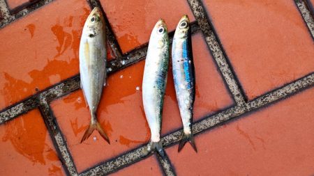 何とか三匹…。