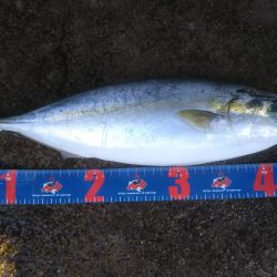 なんとかハマチ