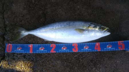 なんとかハマチ