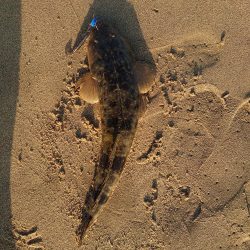 アタリが減ってきたかな