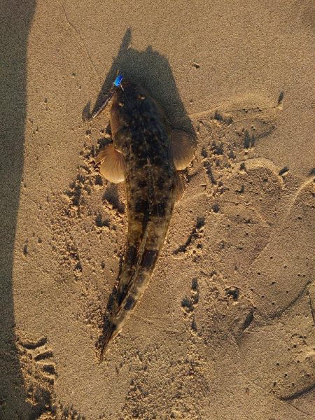 アタリが減ってきたかな