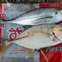 今年の目標だったメッキを釣る事が出来ました？