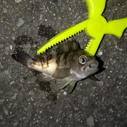 アジの釣果が出てたので行って見たのですが...