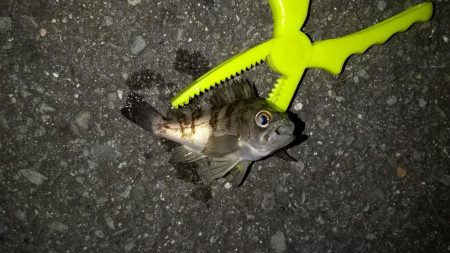 アジの釣果が出てたので行って見たのですが．…