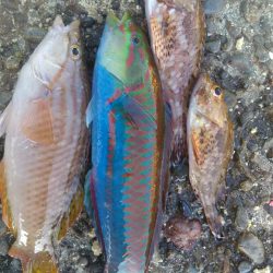 城ヶ島黒島堤防でのんびり小物五目釣り