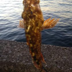 八景島でのんびり小物五目釣り!