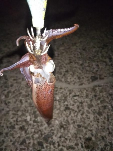 ヒイカ後メバル