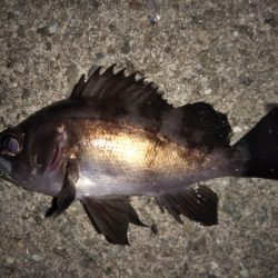 メバル後ヒイカ