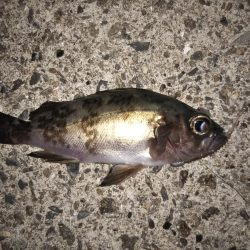 サビキでメバル釣り