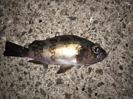 サビキでメバル釣り