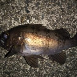 寒波の合間を縫って