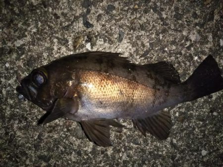 寒波の合間を縫って