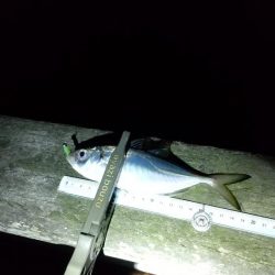 アジ釣り ガシラ釣り