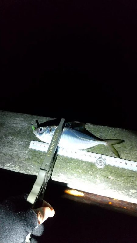 アジ釣り ガシラ釣り