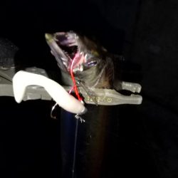 アジ釣り タチウオ釣り