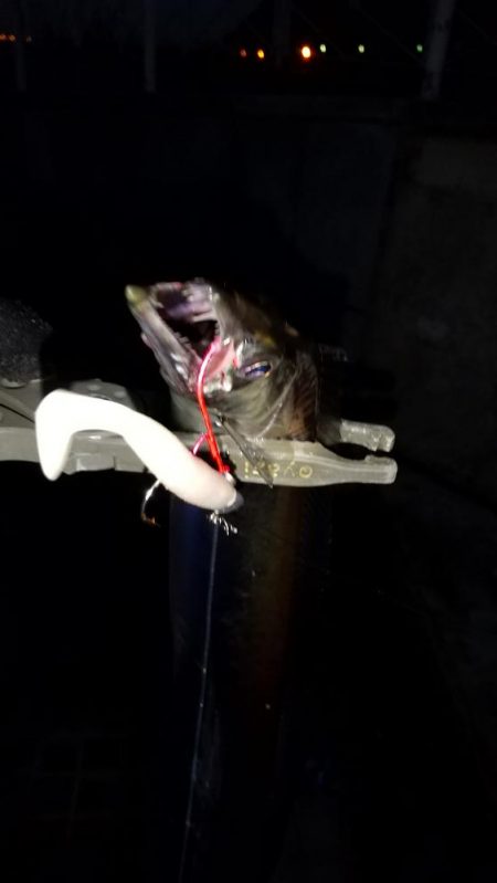 アジ釣り タチウオ釣り