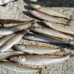 江井ヶ島で良型キスが釣れました