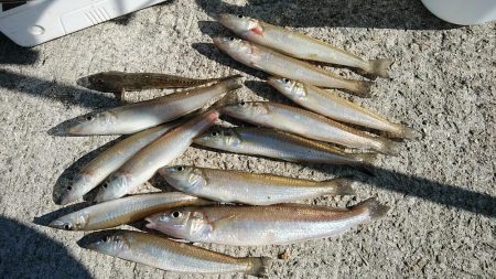 江井ヶ島で良型キスが釣れました