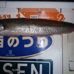 シーズン最大のキスが釣れました