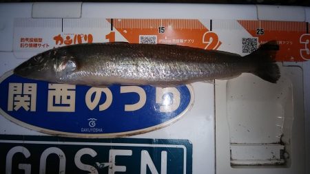 シーズン最大のキスが釣れました