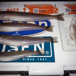 終盤を迎えた江井ヶ島のキス