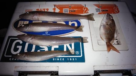 終盤を迎えた江井ヶ島のキス