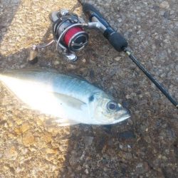 この冬初の尺超え