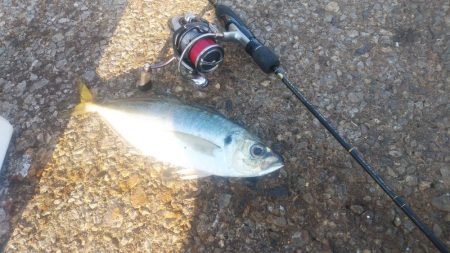 この冬初の尺超え