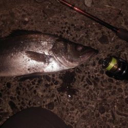 夕マヅメ狙いでのヒラスズキ