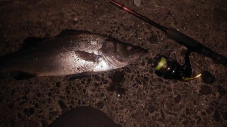 夕マヅメ狙いでのヒラスズキ