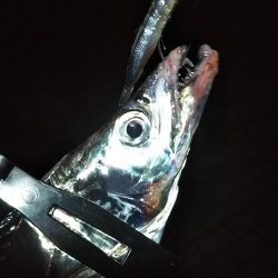 タチウオ1 ガシラ6