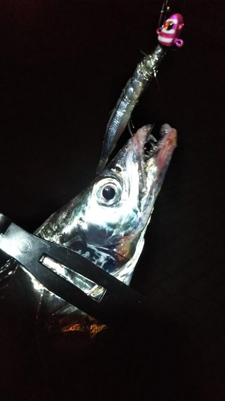 タチウオ1  ガシラ6