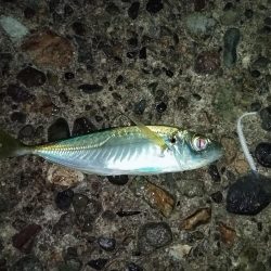 今夜も夜釣