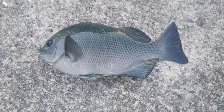 ようやく！！！グレ釣れる