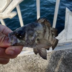 ちび五目釣り達成‼️