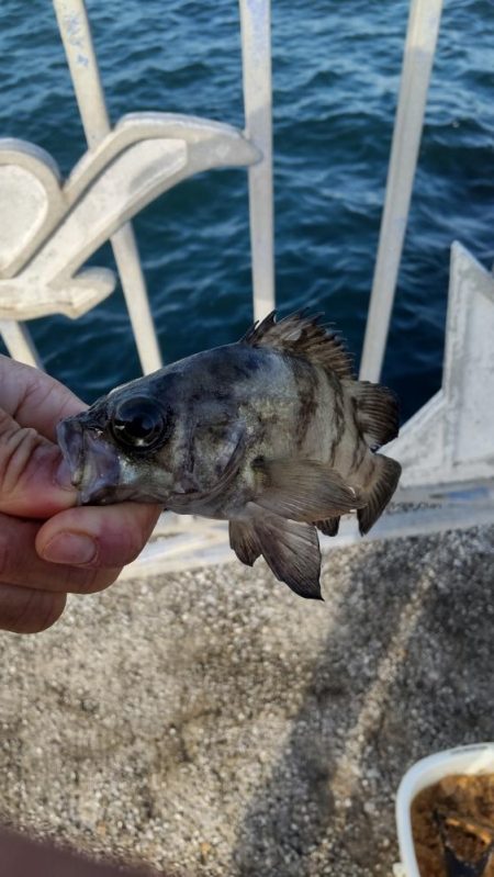 ちび五目釣り達成‼️