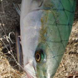 喰わないナブラ