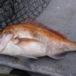 ジギング船内竿頭ゲット