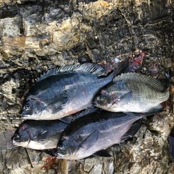 沖磯でグレ釣り