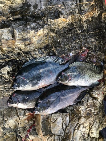 沖磯でグレ釣り