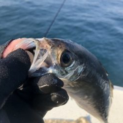 三邦丸早朝便アジサバ　ヒラ？