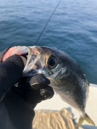 三邦丸早朝便アジサバ　ヒラ？