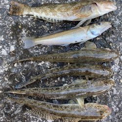 カレイとキス狙い