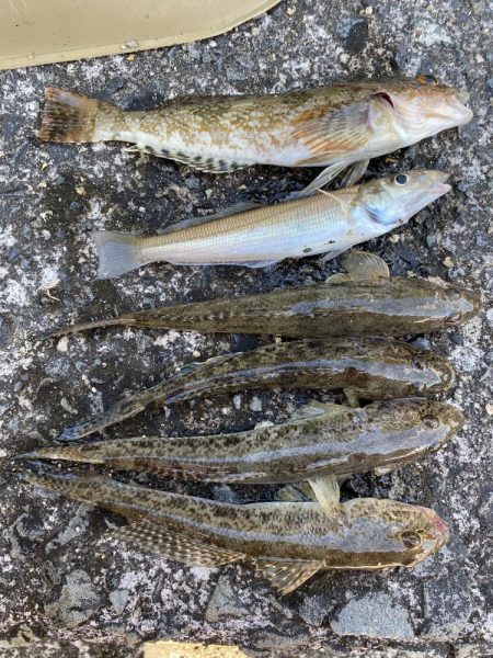 カレイとキス狙い