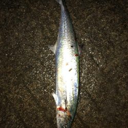 サゴシ湧き沸き