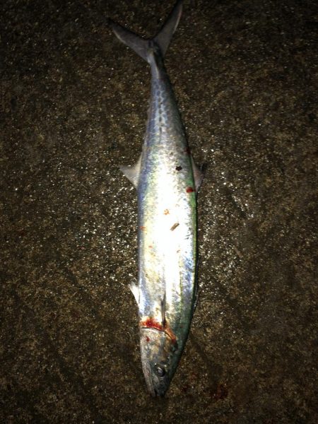 サゴシ湧き沸き