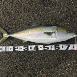 体高の良いメジロ