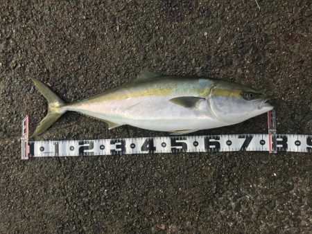 体高の良いメジロ