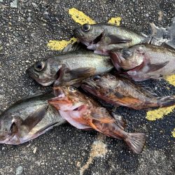 納竿釣行>* ))))><